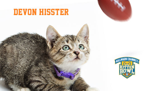Illustration for article titled Kitten Bowl Player Names, Ranked